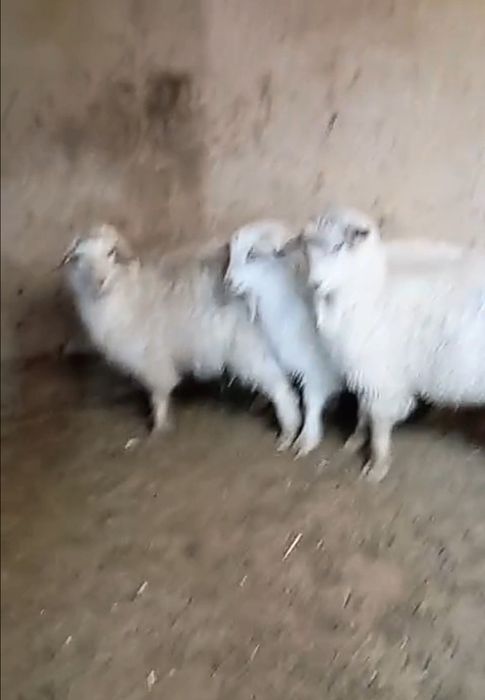 продам с доставкой коз барашеков