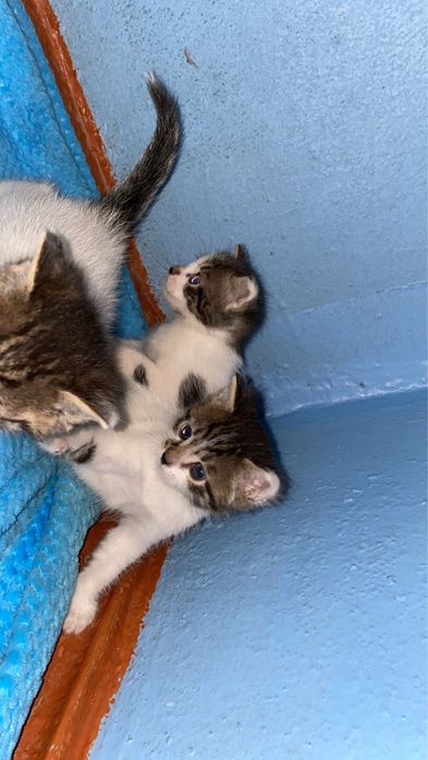 Котята Мальчики