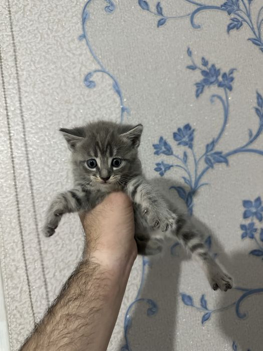 отдам даром в хопошие руки
