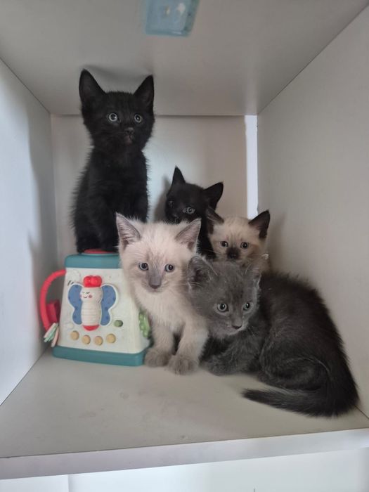 Домашние котята ищут любящих хозяев