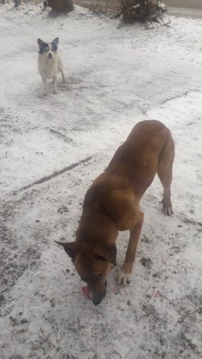 Отдам в добрые руки