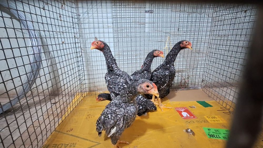 Кошамо кукушка хурозлари