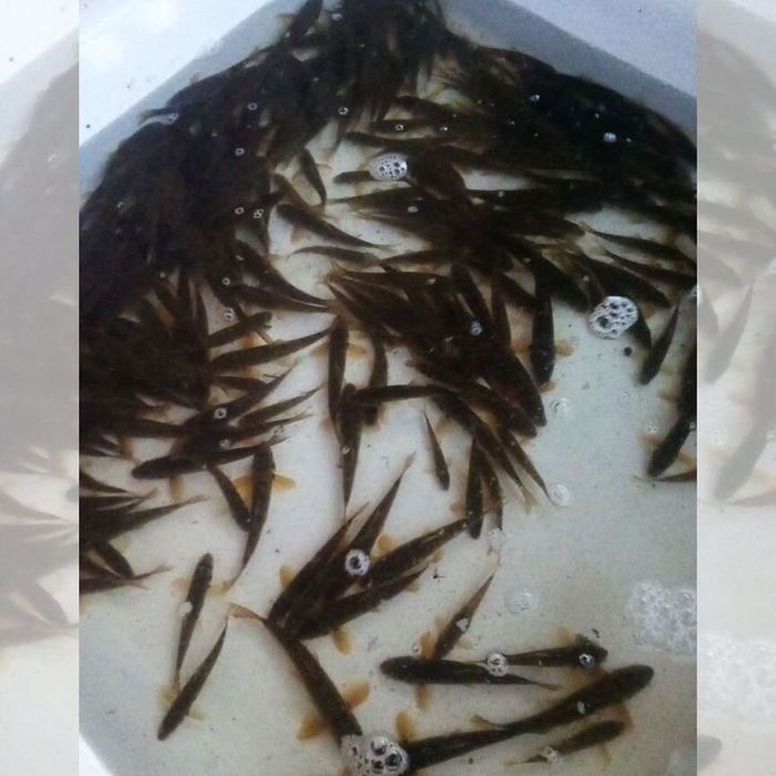 Продажа малька живец