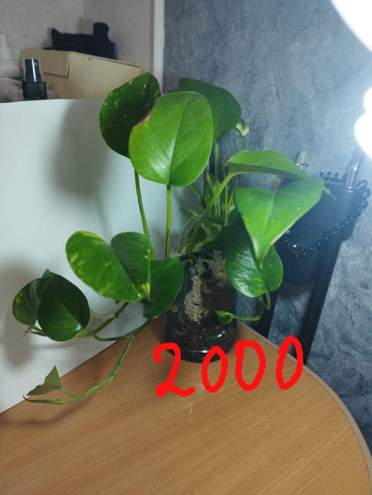 Продам комнатные растения