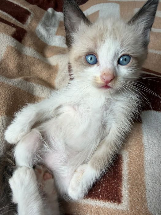 Котята ищат заботливых хозяев!!!