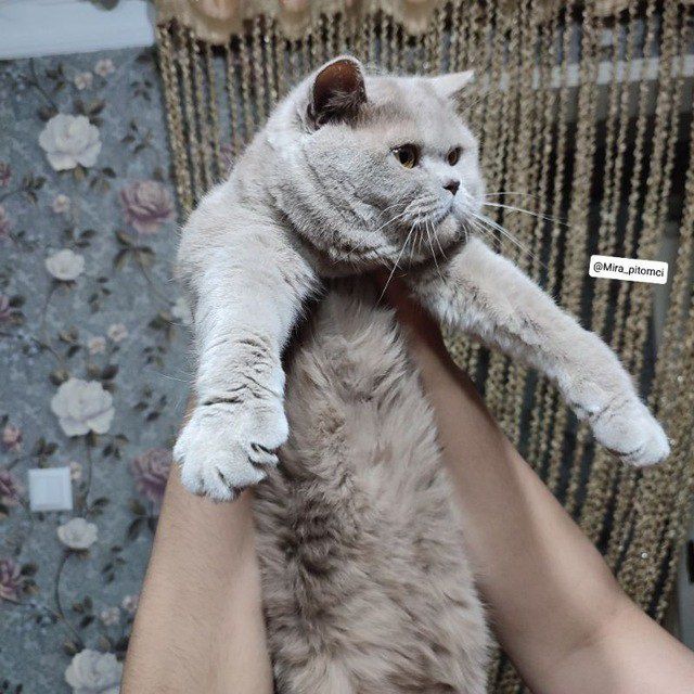 Britanchalar sotiladi