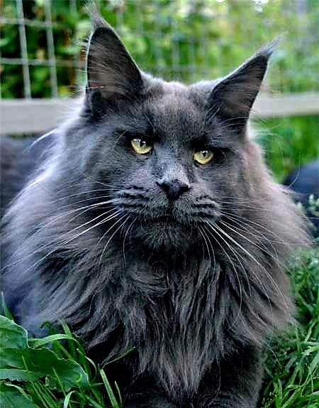 Мейн Куны - котята ( РЕДКИЙ ГОЛУБОЙ - СЕРЫЙ )