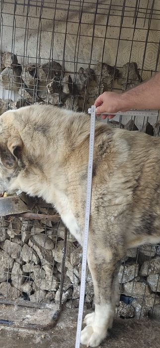 Ciobanesc de asia centrală! Mascul 2 ani și 5 luni