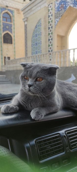 Пропал Шотландский. Кот