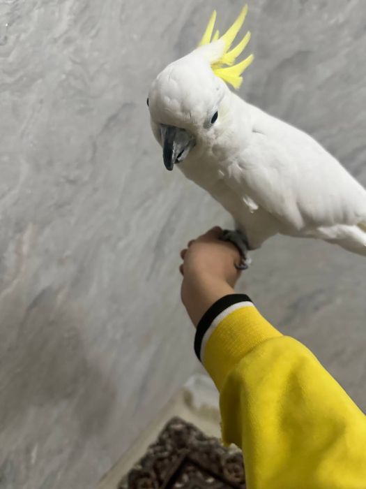 Kakadu желтохохлый гибрид