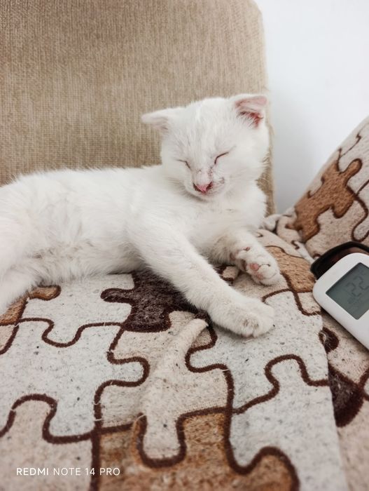 Котенок в добрые руки
