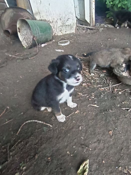 Отдадим  щенков даром.