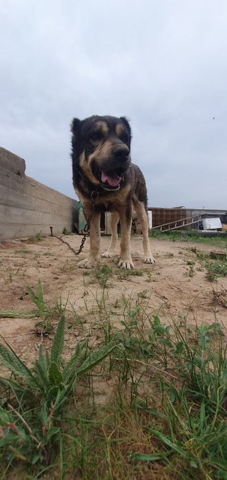 Ит сатылады Алабай