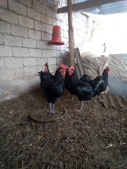 Qora shaxzoda xo'rozlari sotiladi