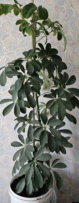 Комнатное растение Шеффлера