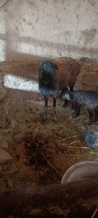 Қозылы қой сатылпды