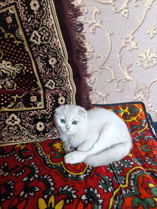 shinshilla mushukcha sotiladi