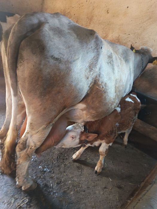 Vaca Bălțata Romaneasca