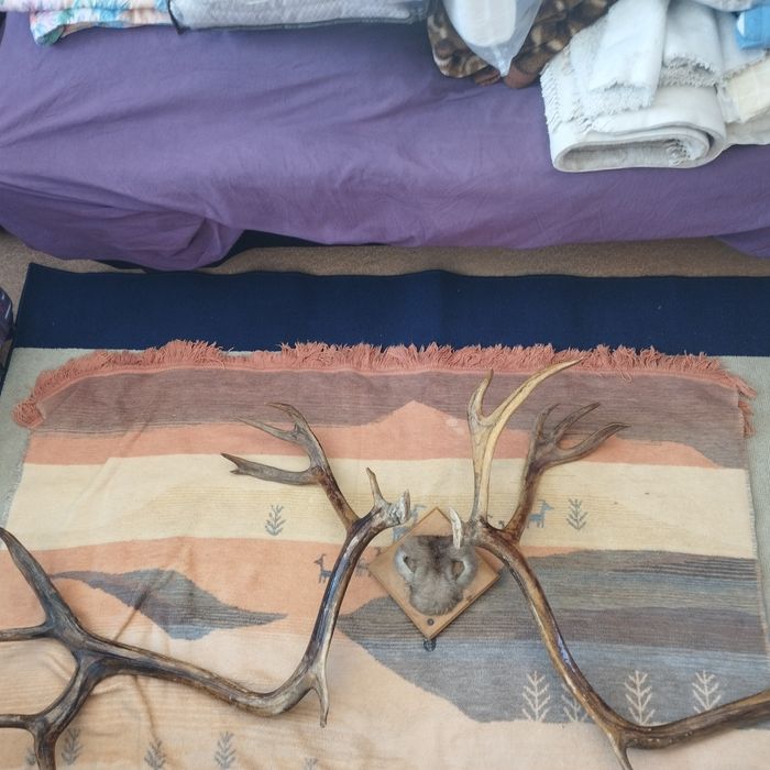 Продам рога в хорошем состояние