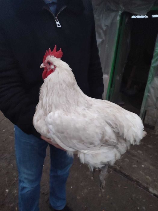 Продам петушков джерсийского гиганта