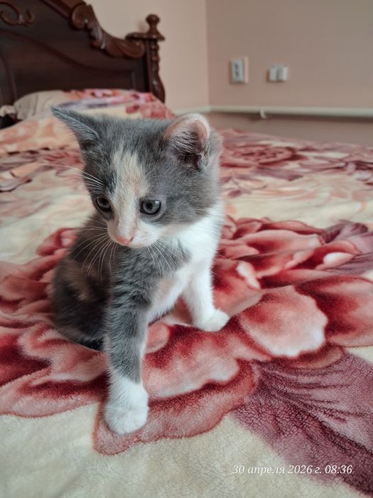 Продам красивых котят