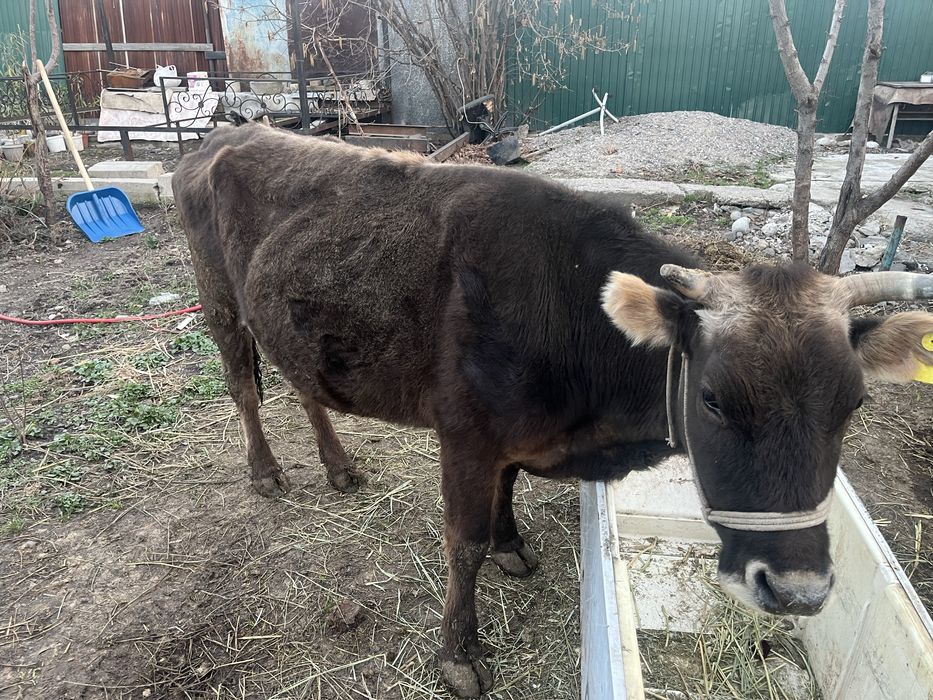 Сиыр бузаумен 4 айлык 3 тума