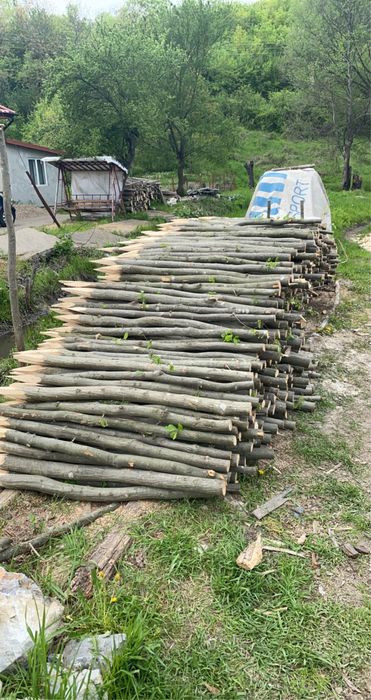 Vând parii gard eletric, vie, rosii, fasole,gard.