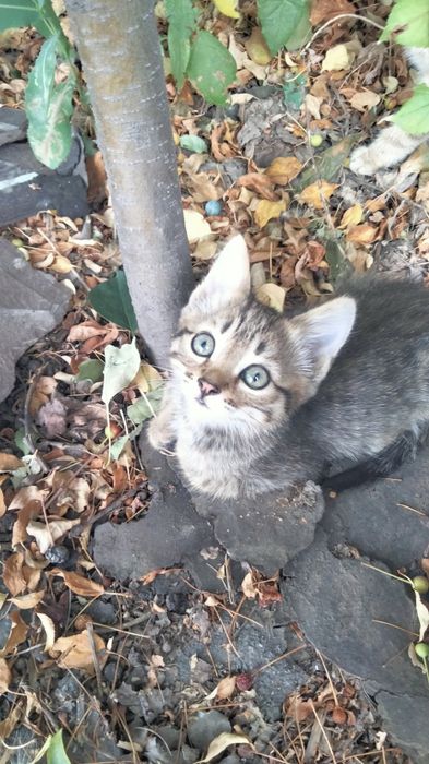Отдам котят ,крысоловы