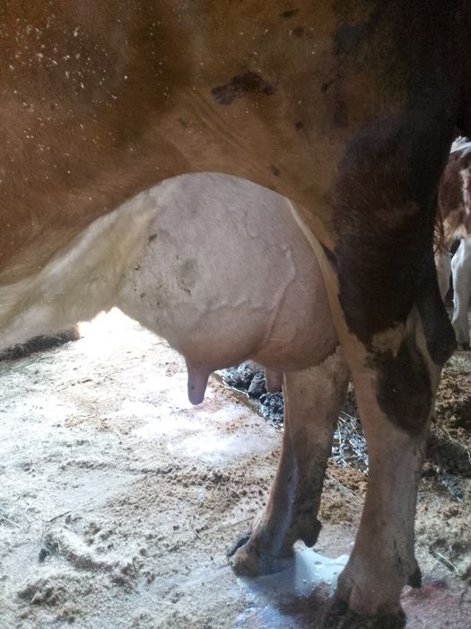 Vând vaca de 7 ani cu vițel