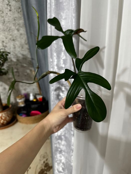 Продам разные цветочки