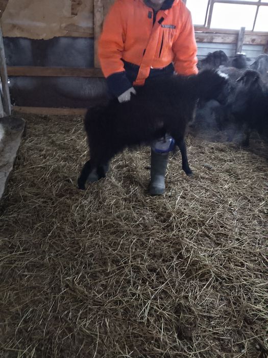 Продам барана, стоит на откорме