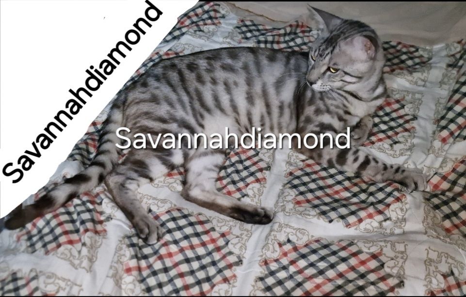 Саванна ф6 подростки