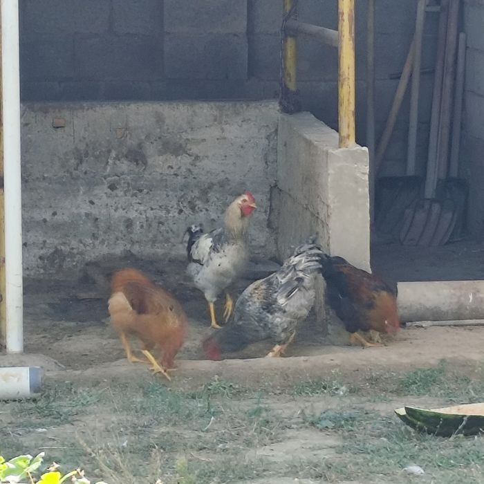Қораз, Әтеш, Петух