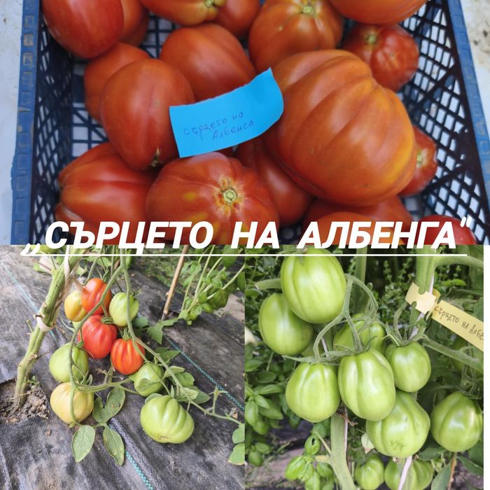 Разсад от стари нехибридни  сортове