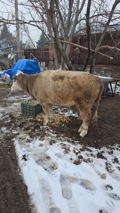 Корова откормленный
