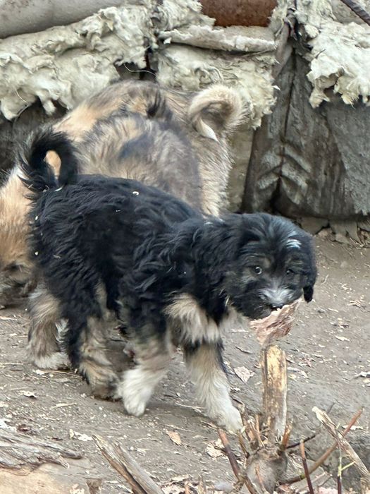 Отдадим даром щенков!!!