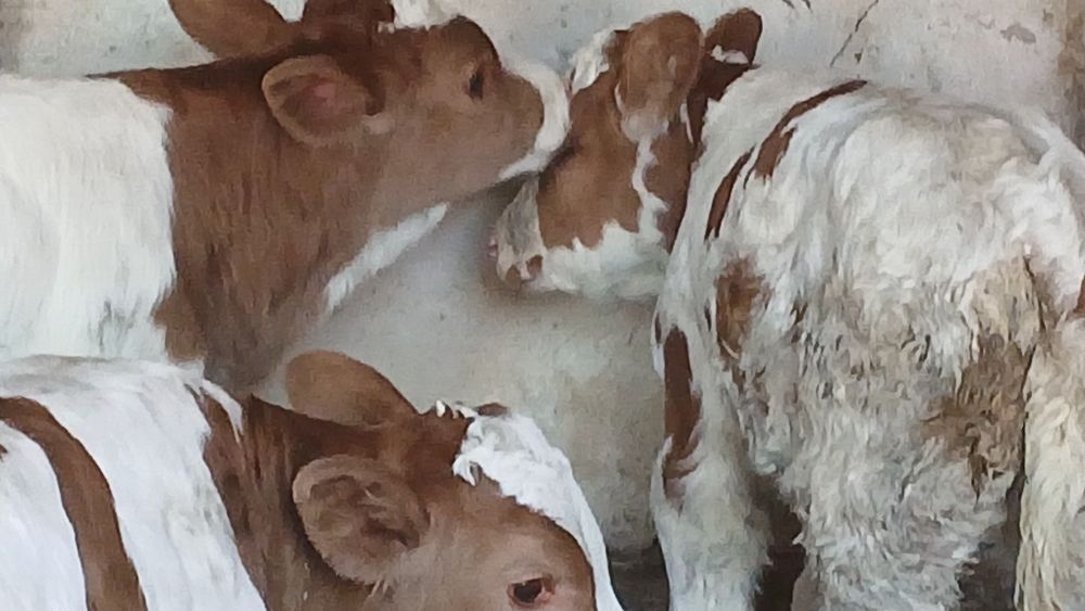 Vitei angus si baltata