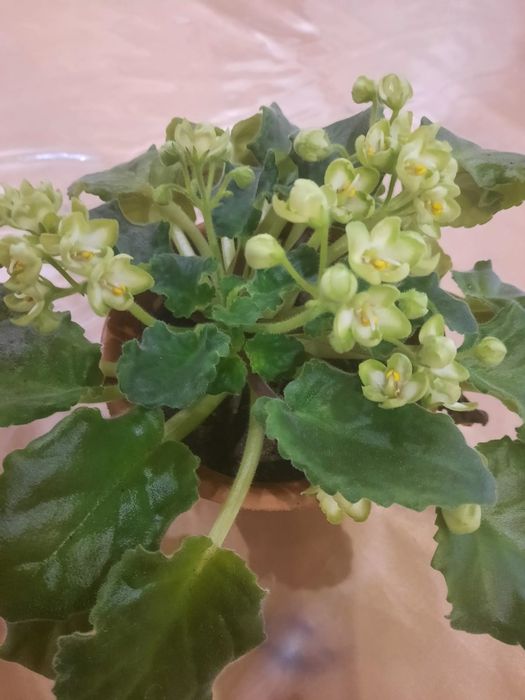 Комнатные цветы . Разные.