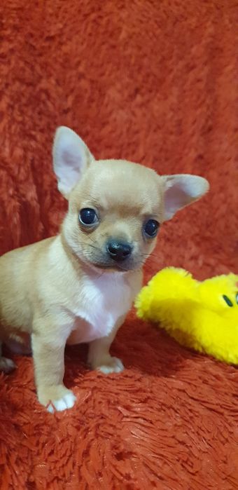 Щенки чихуахуа резерв.