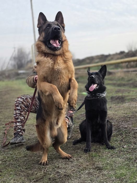 Щенки немецкой овчарки