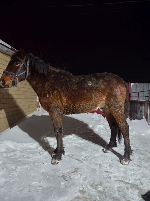 Продается кунан (жеребчик)