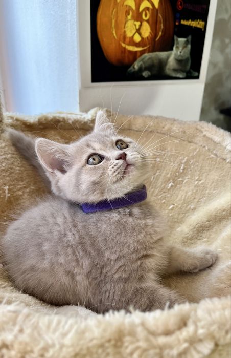 British shorthair liliac fetita