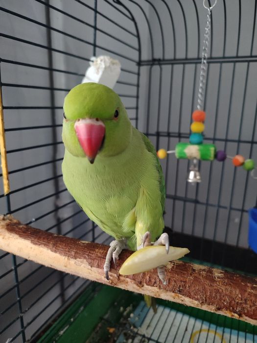 Продам ожерелового попугая
