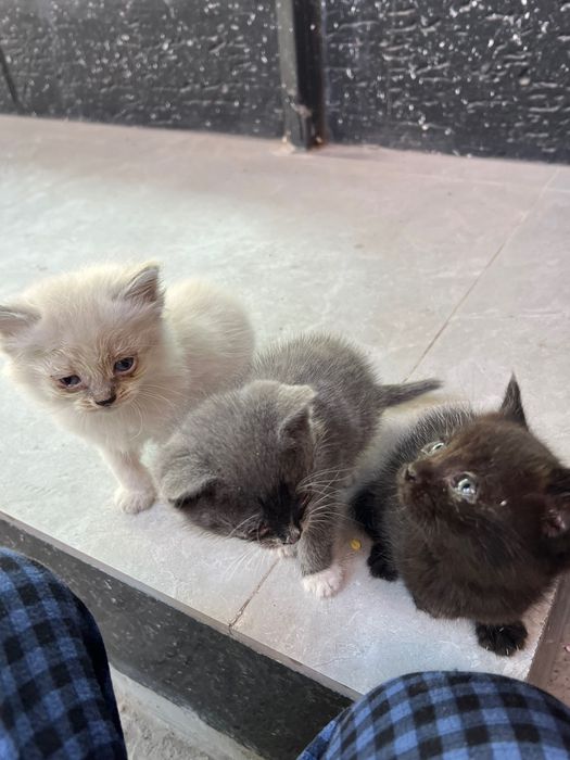 Отдам кошек в надежные руки