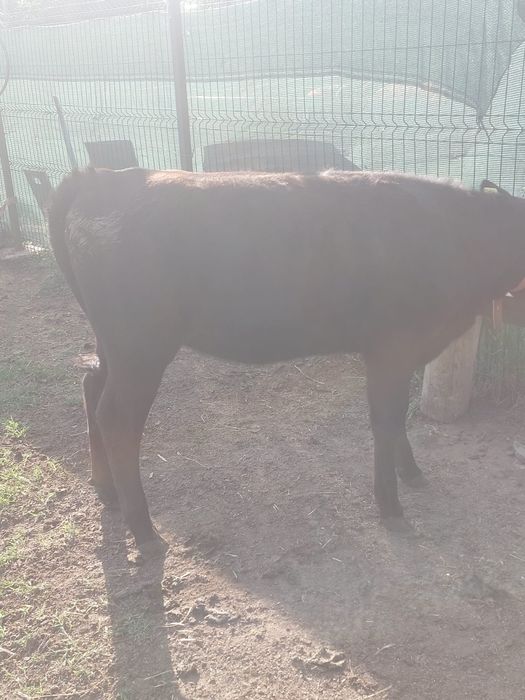 Vand vitica metis angus