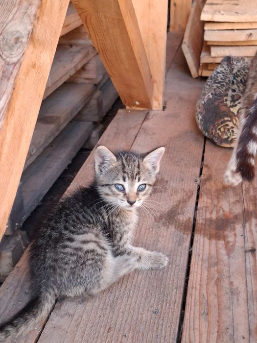 Отдам котят в добрые руки!