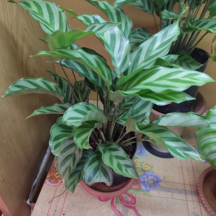 Калатеи, филодендрон, аглаонемы и диффенбахии(читать внимательно)