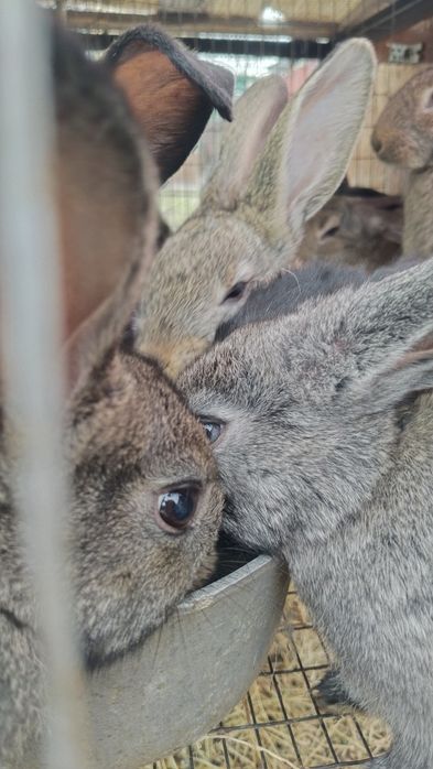 Королик сатылады