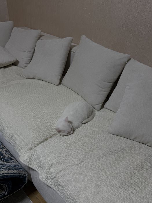 Котенок (мальчик)