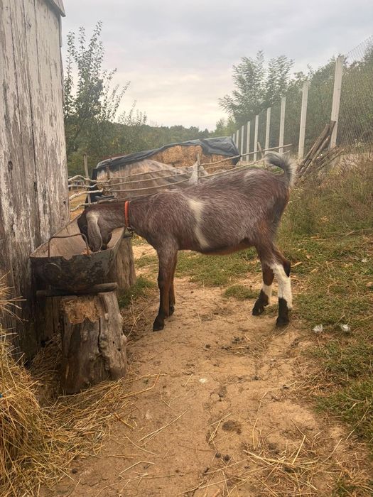 Țap si ieduța anglonubian